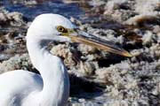 Eastern Reef Egret (Egretta sacra)